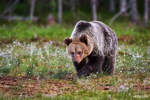 Picture of Brown bear walking in the taiga